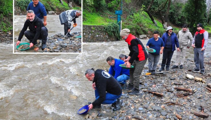 Dere yatağında ortaya çıkıyor, tasını kapan avuç avuç topluyor