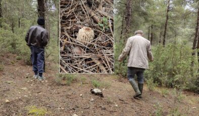 Köylüler dağ tepe onu arıyor: Altın bulmuş gibi seviniyoruz