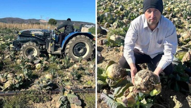 Pazarda 70 lira ama yüz binlercesi tarlada çürüdü! Üreticilerden çağrı var