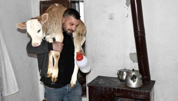 Tatvan’da hasta buzağıya evde özel bakım