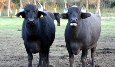 Türk çiftçilerin büyük başarısı: İki geni birleştirdiler, verimi görünce inanamadılar