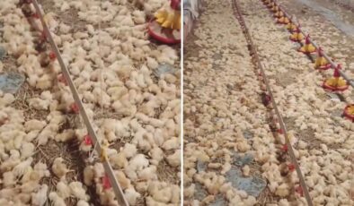 Yeni işe soyunan genç, sabah uyanınca hayatının şokunu yaşadı