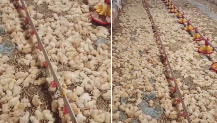 Yeni işe soyunan genç, sabah uyanınca hayatının şokunu yaşadı