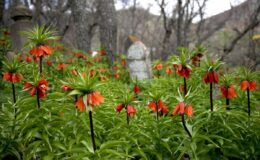 Bitlis’te açan ters laleler doğaya renk kattı
