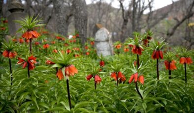 Bitlis’te açan ters laleler doğaya renk kattı
