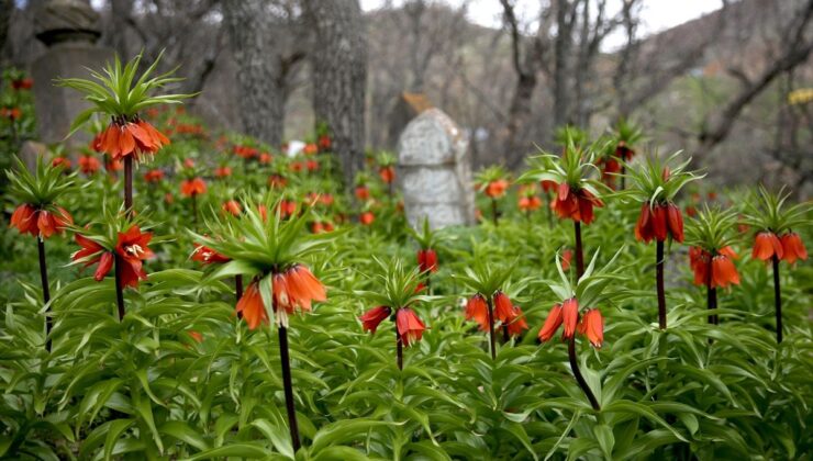 Bitlis’te açan ters laleler doğaya renk kattı