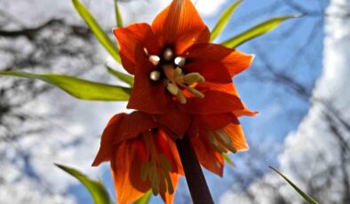 Bitlis’te açan ters laleler görsel şölen sunuyor