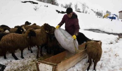 Bitlis’te kış mevsiminin uzaması küçükbaş hayvancılığı vurdu