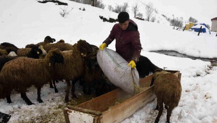Bitlis’te kış mevsiminin uzaması küçükbaş hayvancılığı vurdu