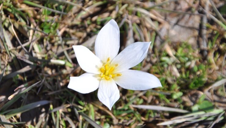 Bitlis’te "baharın habercisi" çiğdemler arazileri renklendirdi