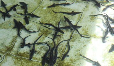 Çiple Karadeniz’e salınacak! 2 bin dolardan satılıyor