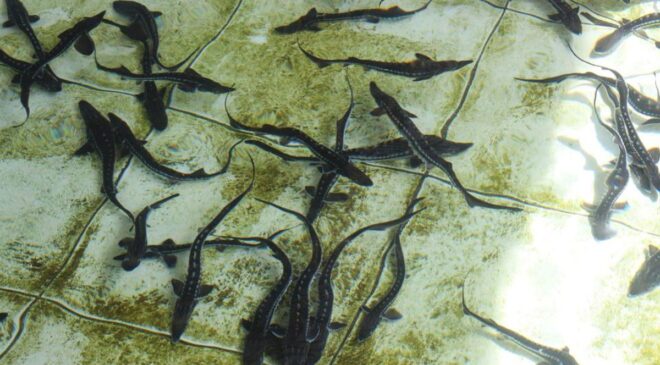 Çiple Karadeniz’e salınacak! 2 bin dolardan satılıyor