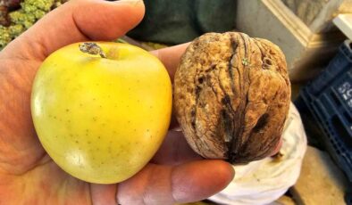 Elazığ’da elma büyüklüğünde cevizler ilgi çekiyor