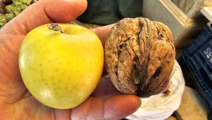 Elazığ’da elma büyüklüğünde cevizler ilgi çekiyor