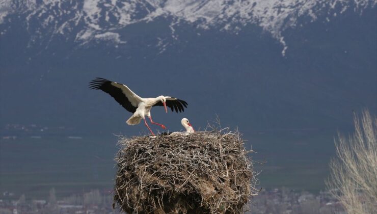"Baharın habercisi" leylekler Bitlis’teki yuvalarına dönmeye başladı