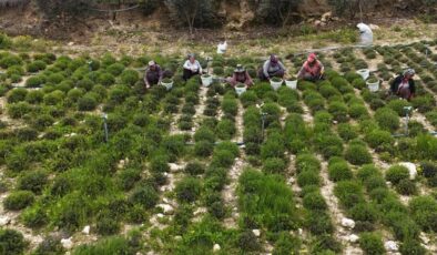 Sofraların vazgeçilmezinde bereketli hasat! Kilosu 300 liradan satılıyor