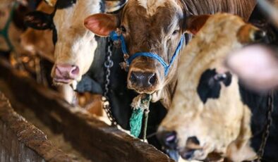 Vekaletle kurban kesim bedelleri belirlendi