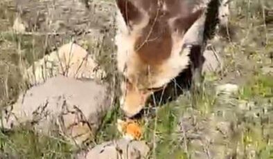 Ahlat’ta aç tilki piknik sofrasına ortak oldu