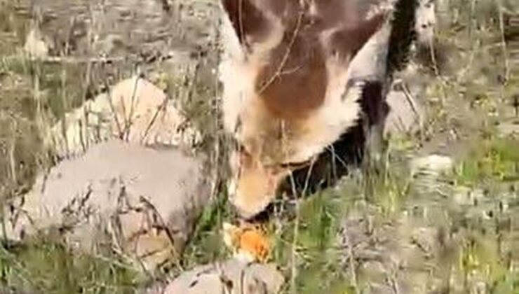Ahlat’ta aç tilki piknik sofrasına ortak oldu