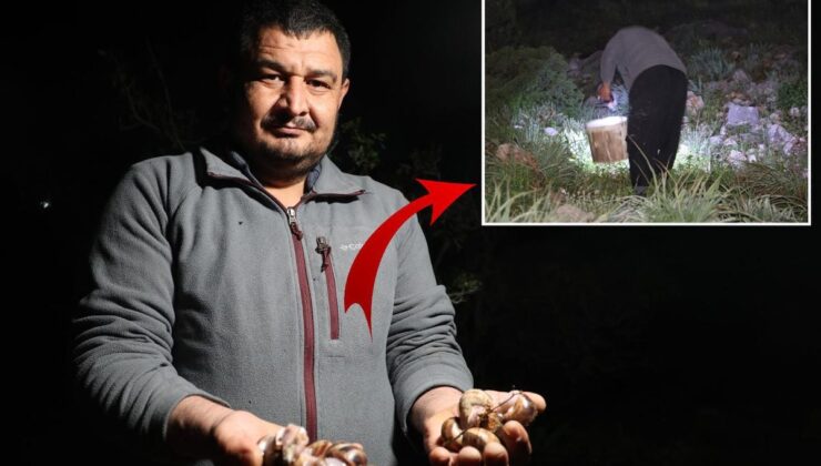 Gece yarısı ellerinde fenerle topluyorlar! Kilosu 35 TL’den alıcı buluyor