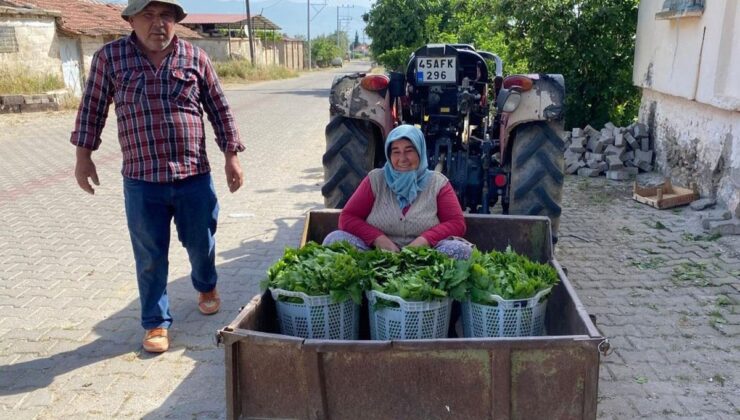 Üzümden önce yaprağı kazandırdı: Kapış kapış gidiyor