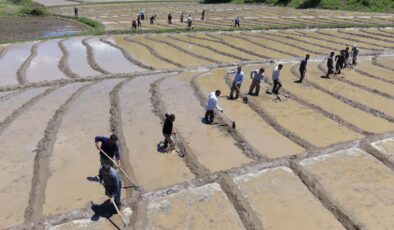 Bitlis’te imece usulü geleneksel çeltik ekimi başladı