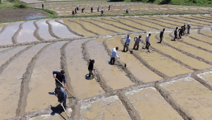 Bitlis’te imece usulü geleneksel çeltik ekimi başladı