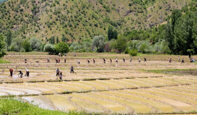 Bitlis’te köylülerin geleneksel yöntemlerle çeltik ekim mesaisi sürüyor
