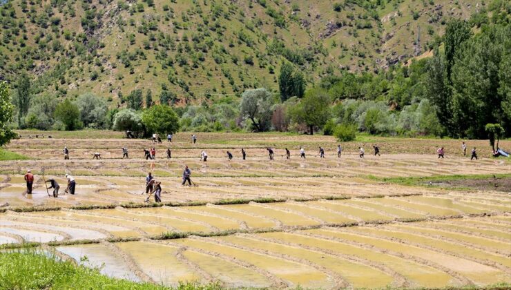 Bitlis’te köylülerin geleneksel yöntemlerle çeltik ekim mesaisi sürüyor