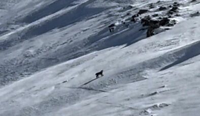 Bitlis’te nesli tehlike altında olan vaşak görüntülendi