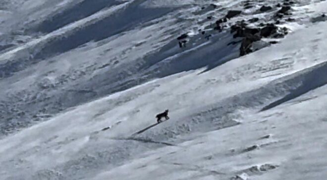 Bitlis’te nesli tehlike altında olan vaşak görüntülendi
