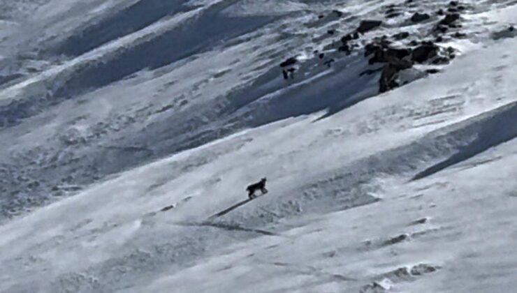 Bitlis’te nesli tehlike altında olan vaşak görüntülendi