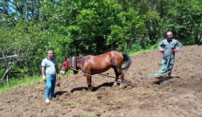 Hizan’da traktörün giremediği tarlalar karasabanla sürülüyor