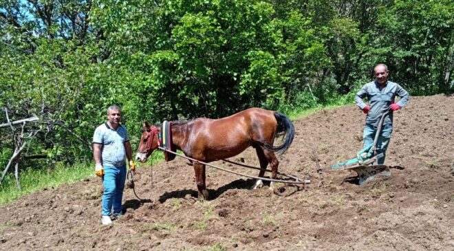 Hizan’da traktörün giremediği tarlalar karasabanla sürülüyor