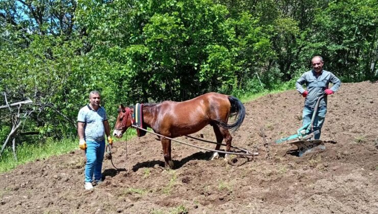 Hizan’da traktörün giremediği tarlalar karasabanla sürülüyor